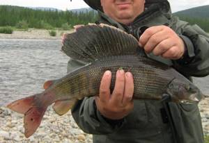 Fisherman with a huge grayling