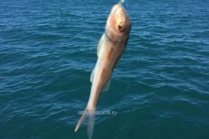 Fishing for red mullet in Sochi