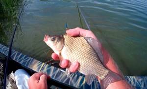 Fishing for crucian carp in spring: features. selection of gear, reviews 