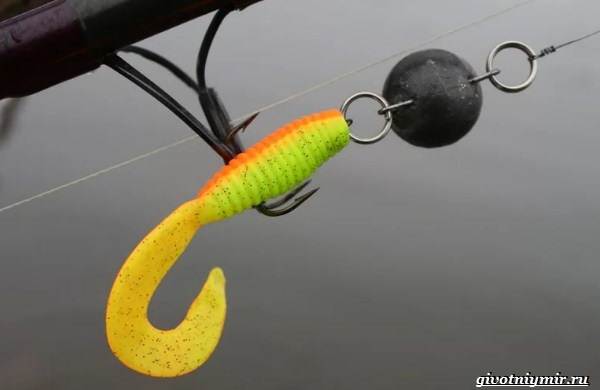 Fishing-for-whitefish-where-to-look for it-what-gear-and-bait-to-use-9