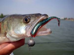 Fishing for pike perch on a jig