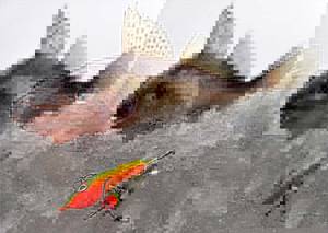 Рыбалка на судака зимой: все тонкости видео со льда