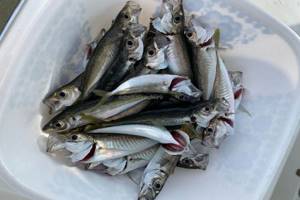 Horse mackerel fishing in Sochi