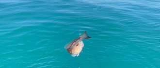Рыбалка в открытом море в Сочи