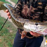 Fishing in the Tula region: overview of paid and free places