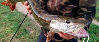Рыбалка в Тульской области: обзор платных и бесплатных мест