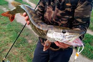 Рыбалка в Тульской области: обзор платных и бесплатных мест