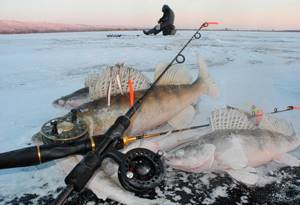 Рыбалка зимой на судака: особенности и советы