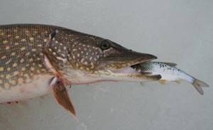 Fish in the mouth of a pike