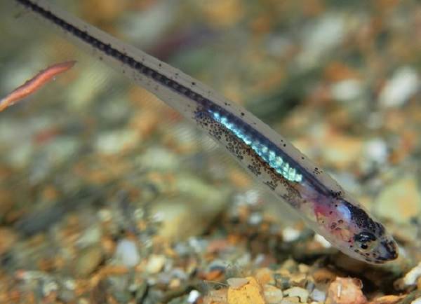 Fish-without-scales-their-features-types-and-names-11