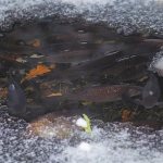 Fish in a pond in winter