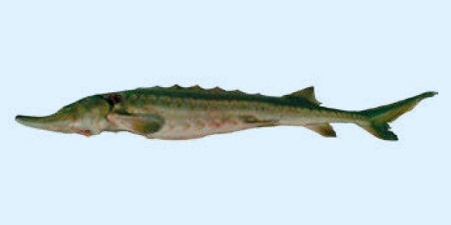 Сахалинский осетр (Список рыб Амура)