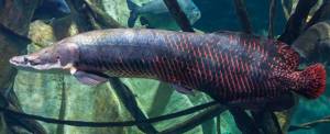 largest freshwater fish name