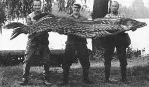 the largest pike in the USSR