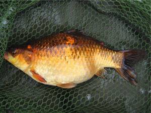 the largest crucian carp in the world