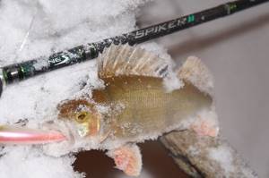 The smallest “Soul-shad”, 45 mm, has proven itself very well in perch fishing...