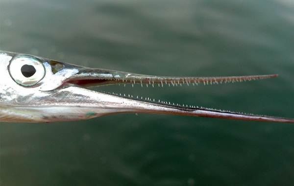 Sargan-fish-Description-features-species-lifestyle-and-habitat-of-fish-garfish-4