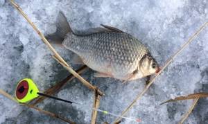 Secrets of catching crucian carp in winter