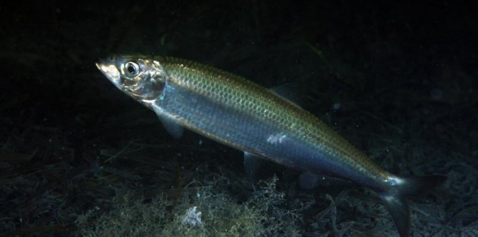 herring swims underwater
