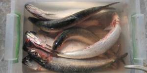 herrings are soaked in water with vinegar