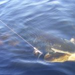 Pike grabs live bait underwater