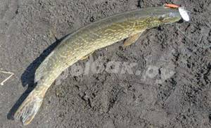 Pike caught with a spoon