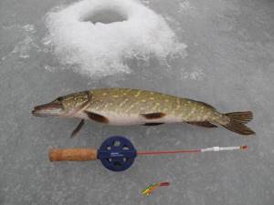 Pike on the balancer on the first ice