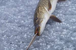 Pike on a spinner