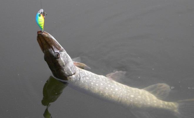 Pike on cranks: ranking of the best, fishing in spring, summer and autumn