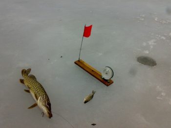 Pike on ice