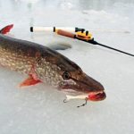 Pike on ice