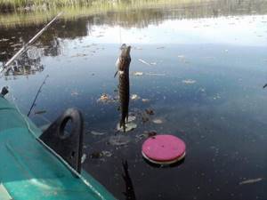Pike on a fishing line
