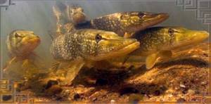 Pike at spawning