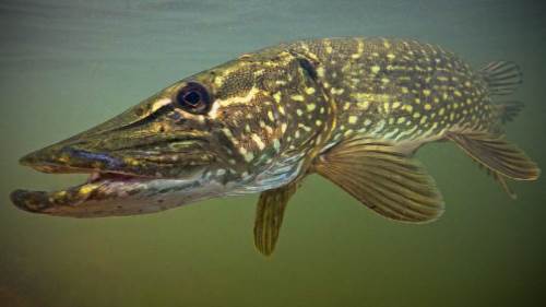 pike on the river