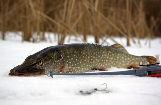 Pike in the snow