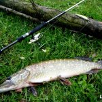 Pike on the grass