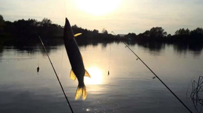 Pike on a fishing rod