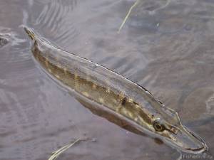 Pike half in water