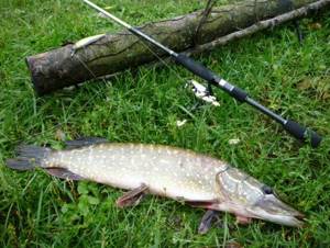 pike caught on a spinning rod