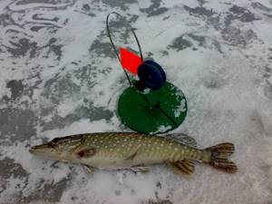 Pike caught on a flag