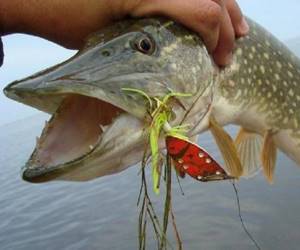 Pike with a hook-free mouth