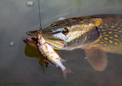 Pike with live bait