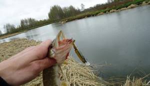 Pike in April on a spinning rod