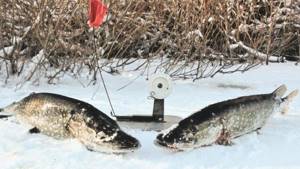 Pike in February for supply