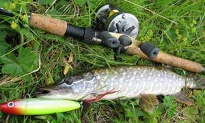Pike in September on a spinning rod