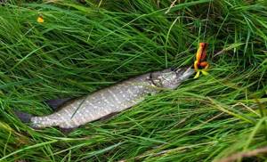 Pike in the grass and an unhooked frog