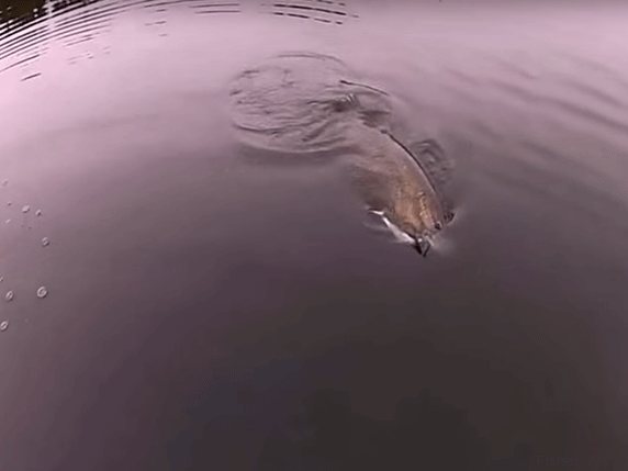 Pike in the water