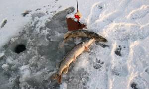 Pike winter fishing