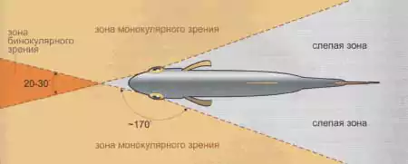 Diagram of the visual field in fish