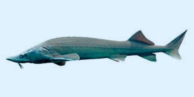 Сибирский осетр (Список рыб Амура)